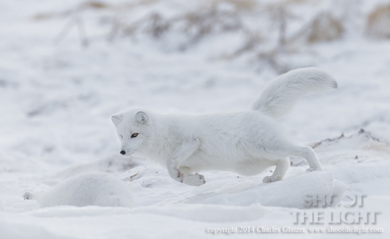 Arctic fox running at Nanuk Polar Bear Lodge