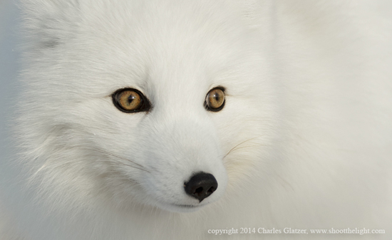 Arctic Fox, Charles Glatzer, Shoot The Light