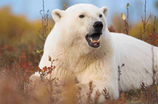 Hudson Bay Odyssey Polar Bear