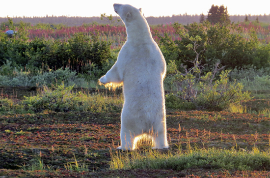 Sunset illuminates standing polar bear near Seal River Lodge.
