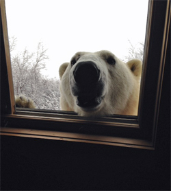 Polar bear at window, Dymond Lake Eco-Lodge, Churchillw Wild, Jakki Livesey-van Dorst photo