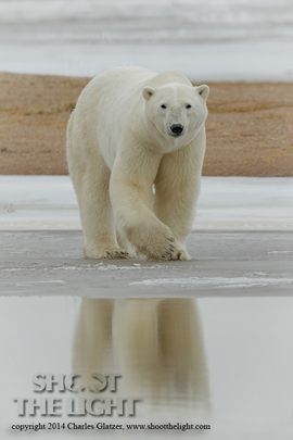Polar bear on thin ice at Nanuk Polar Bear Lodge.