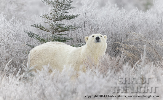 Polar bear in frost at Nanuk Polar Bear Lodge.