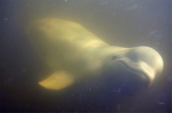 Swimming with beluga whales at Seal River Heritage Lodge.