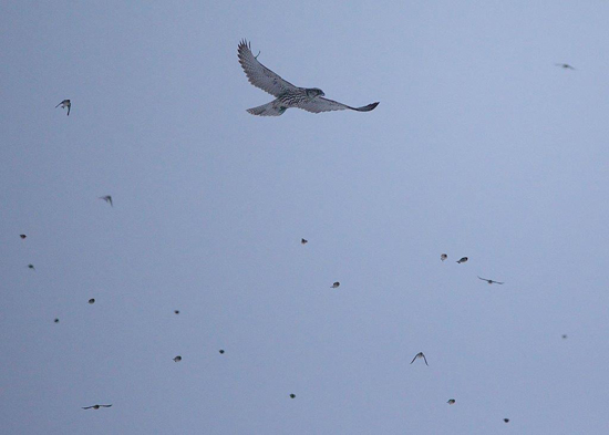 Hoary redpolls gang up on gyrfalcon at Seal River 