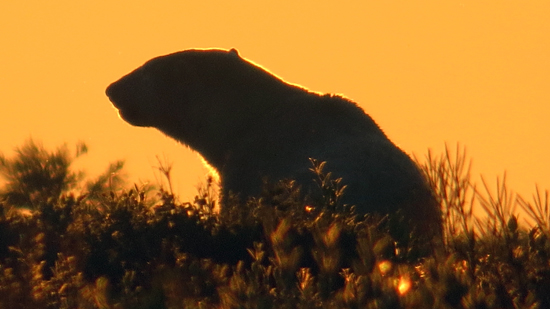 polar-bear-at-sunset-550