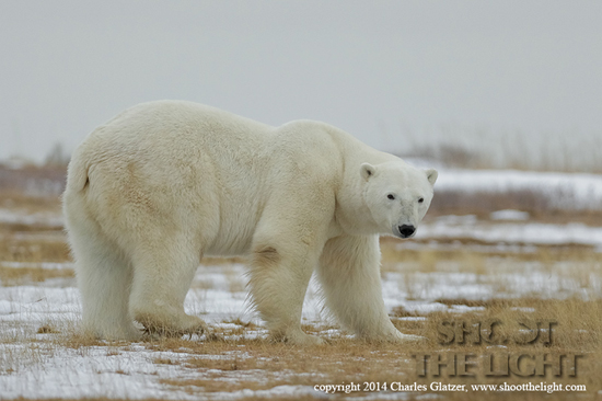 Polar bear at Nanuk Polar Bear Lodge, Shoot The Light