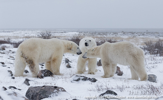 Polar bear meeting at Nanuk Polar Bear Lodge, Charles Glatzer photo