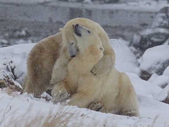 The softer side of polar bears