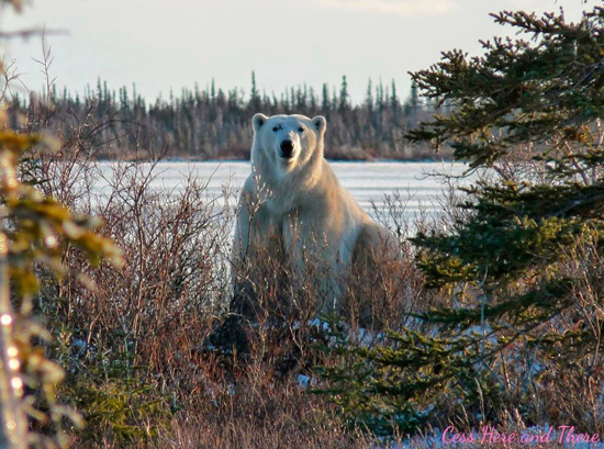 Scarbrow in 2012, Great Ice Bear Adventure, Churchill Wild Polar Bear Tour
