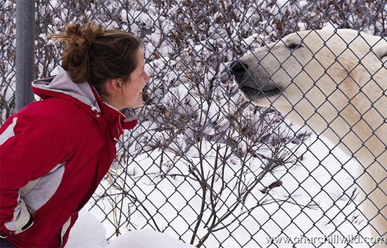 Polar bear at fence. Dymond Lake EcoLodge.