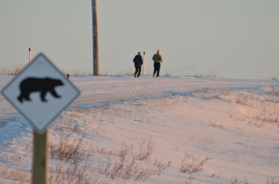 Polar bear crossing. Polar Bear Marathon. Churchill, Manitoba, Canada.