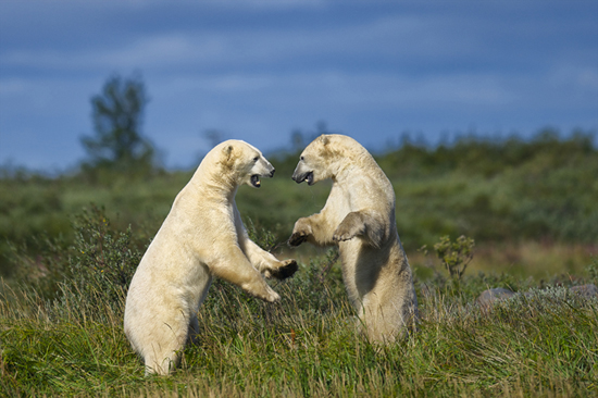 Polar bears sparring on Hudson Bay coast. Jad Davenport photo.