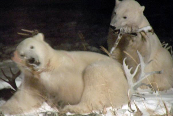 Polar bears chewing on antlers outside Seal River Lodge.