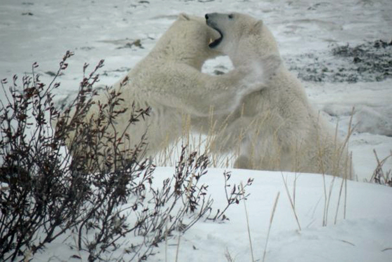 Polar bears sparring at Churchill Wild's Seal River Lodge.