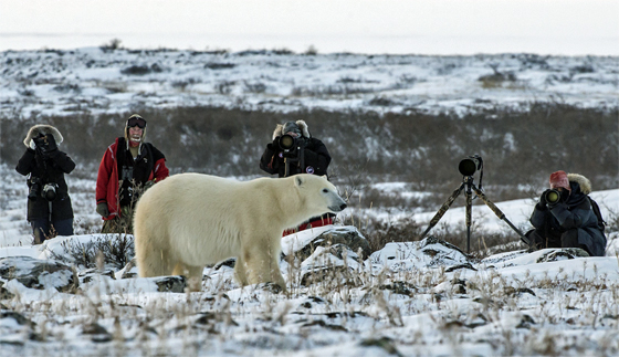 Photographing polar bears at ground level.