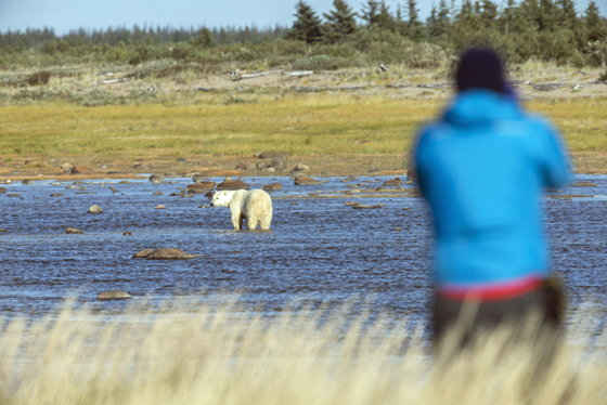 Polar bear in one of the many rivers near Nanuk Polar Bear Lodge.