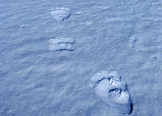 Polar bear tracks. They're here!