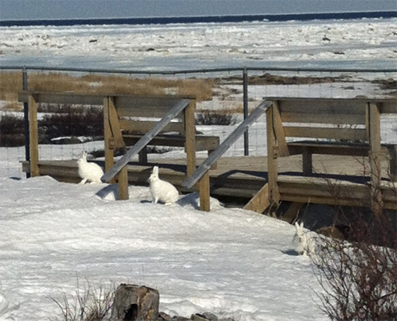 Polar bear lookout crew in Seal River Lodge compound.