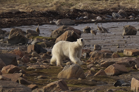 Polar bear provides evening dinner theatre at Seal River Lodge. Photo by Emri Canvin.