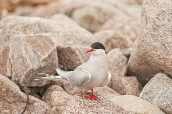 Arctic tern, Seal River watershed. Photo courtesy of Ron Thiessen, CPAWS Manitoba.