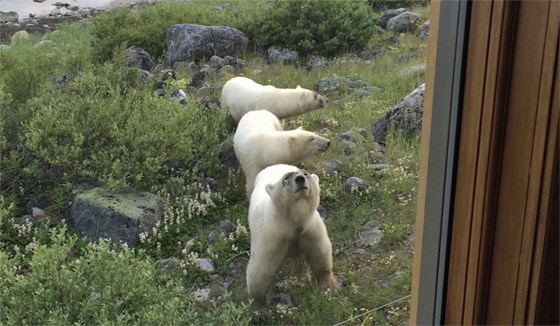 The photographer and the three bears... Seal River Lodge. Birds, Bears and Belugas. Photo courtesy of Shari Wright