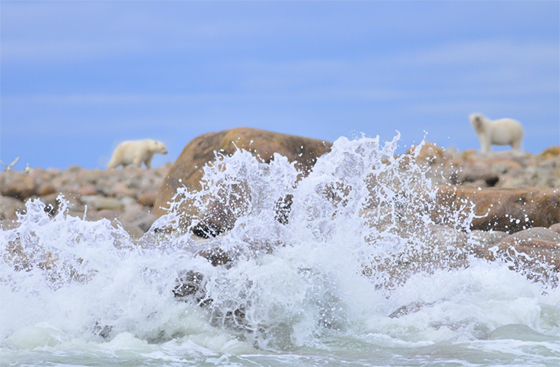 Crash waves and polar bears. Photo by Ron Thiessien, CPAWS Mantitoba