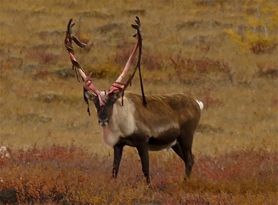 Caribou bull shedding velvet from antlers.