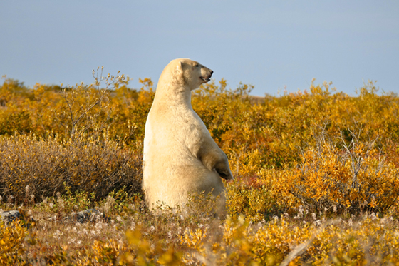 Polar bear surveys his domain at Seal River Lodge.