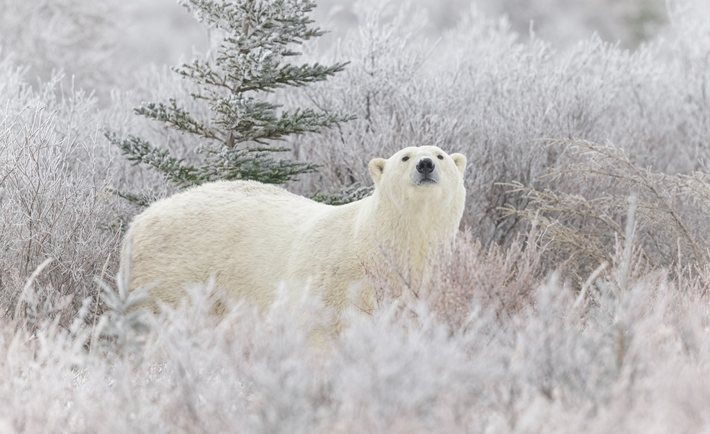 New polar bear-inspired jumper keeps wearer warm in extreme cold