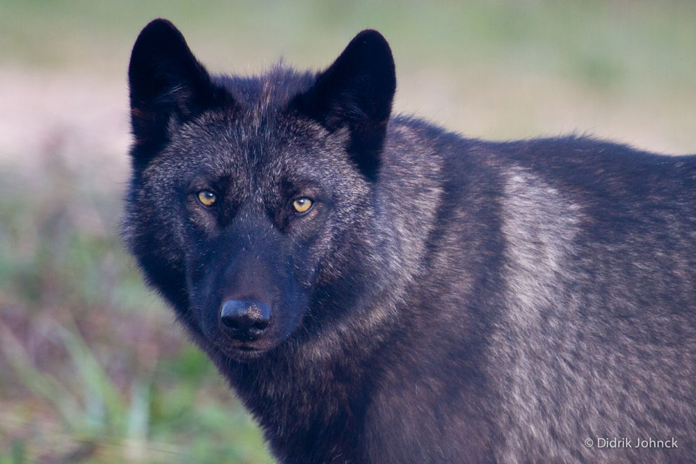 Wolf up close at Nanuk.