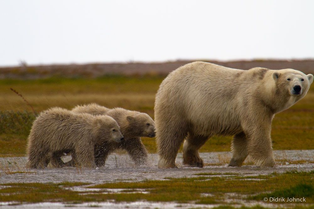 Mom and cubs at Nanuk Polar Bear Lodge. Didrik Johnck photo.