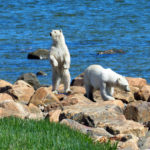 First polar bears of 2018 season. Seal River Heritage Lodge.