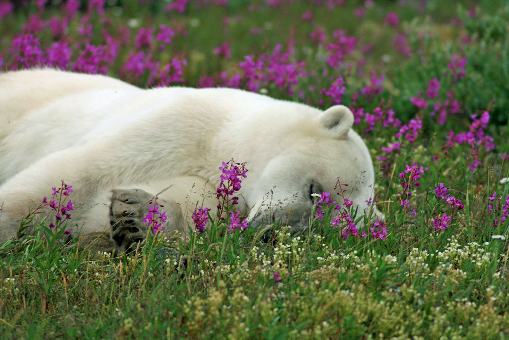 A nap in the flowers.