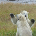 Plating polar bear cubs. Seal River Heritage Lodge. Fred Walker photo.