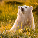 Polar bear cub in the sunlight. Nanuk Polar Bear Lodge. Ann Fulcher photo.