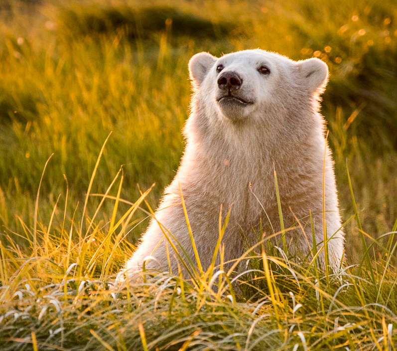 Polar bear cub in the sunlight. Nanuk Polar Bear Lodge. Ann Fulcher photo.