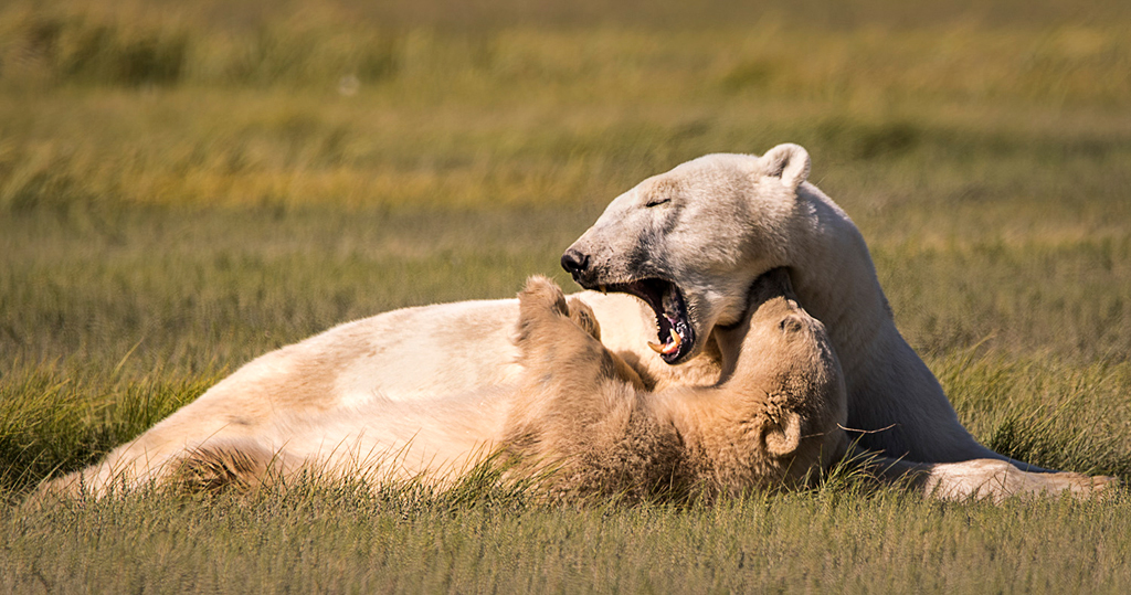 Polar bear Mom and cub playing. Nanuk Polar Bear Lodge. Ann Fulcher photo.