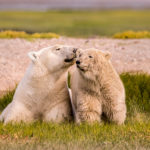Polar bear mom kisses cub. Nanuk Polar Bear Lodge. Ann Fulcher photo.