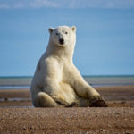 Polar bear on the beach. Nanuk Polar Bear Lodge. Jo Eland photo.