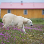 Polar bear. Seal River Heritage Lodge. Andrew Yip photo.