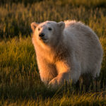 Polar bear cub in the sun. Churchill Wild. Ann Fulcher photo.