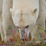 The look. Summer polar bear. Churchill Wild. J Holzworth photo.