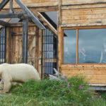 Polar bear at Seal River Heritage Lodge's front door. Dennis Fast photo.