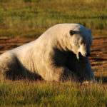 Big polar bear. Nanuk Polar Bear Lodge.