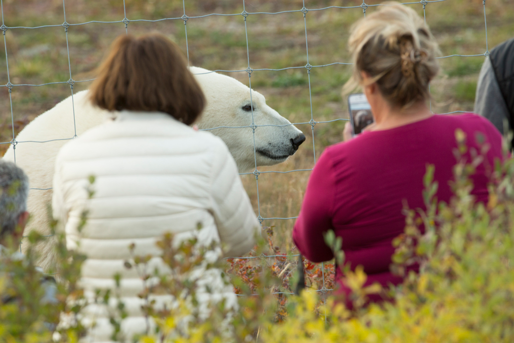 Guests photographing polar bear at fence. Nanuk Polar Bear Lodge. Robert Postma photo.