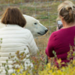 Guests photographing polar bears at the fence. Nanuk Polar Bear Lodge.