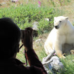 Photographing polar bear from window. Seal River Heritage Lodge.