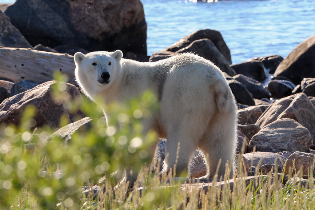 Summer Polar Bear Photo Album | Churchill Wild Polar Bear Tours