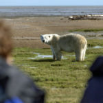 Polar bear and guests of Nanuk Polar Bear Lodge. Robert Postma photo.